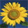 SunflowerICON