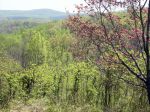 thumb_SR-spring-dogwood