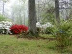 thumb_azaleas-garden