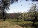 thumb_trees-pretty