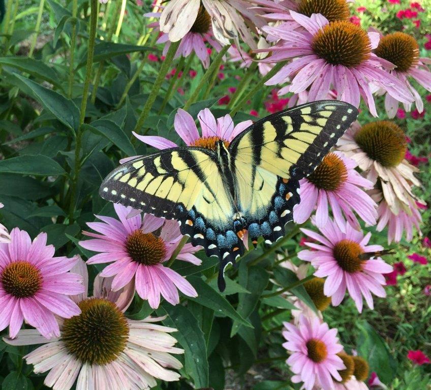 swallowtail